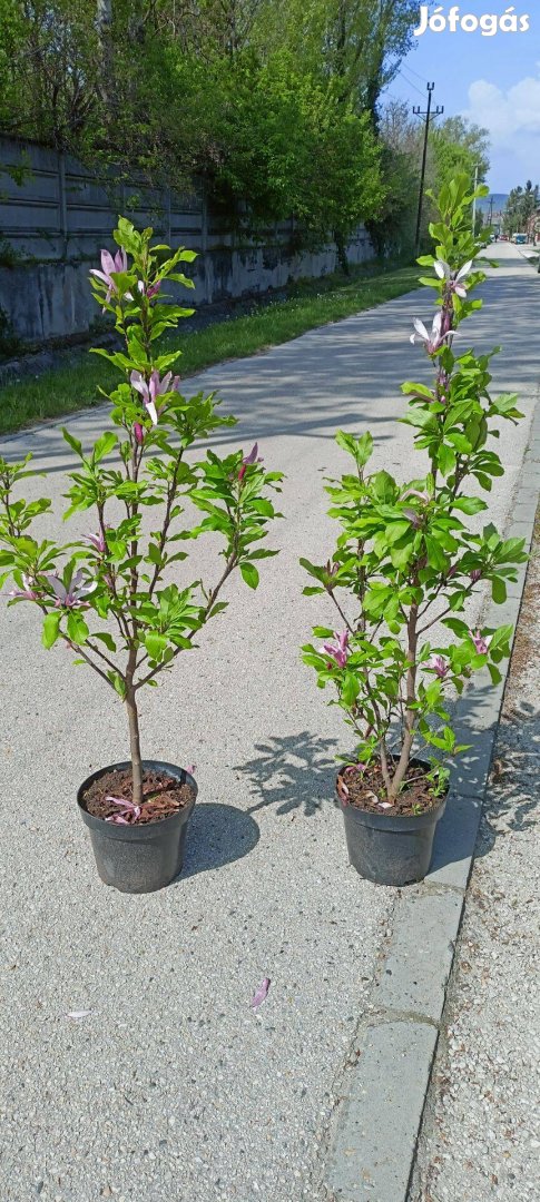 Magnólia Susan eladó 3500 Ft !