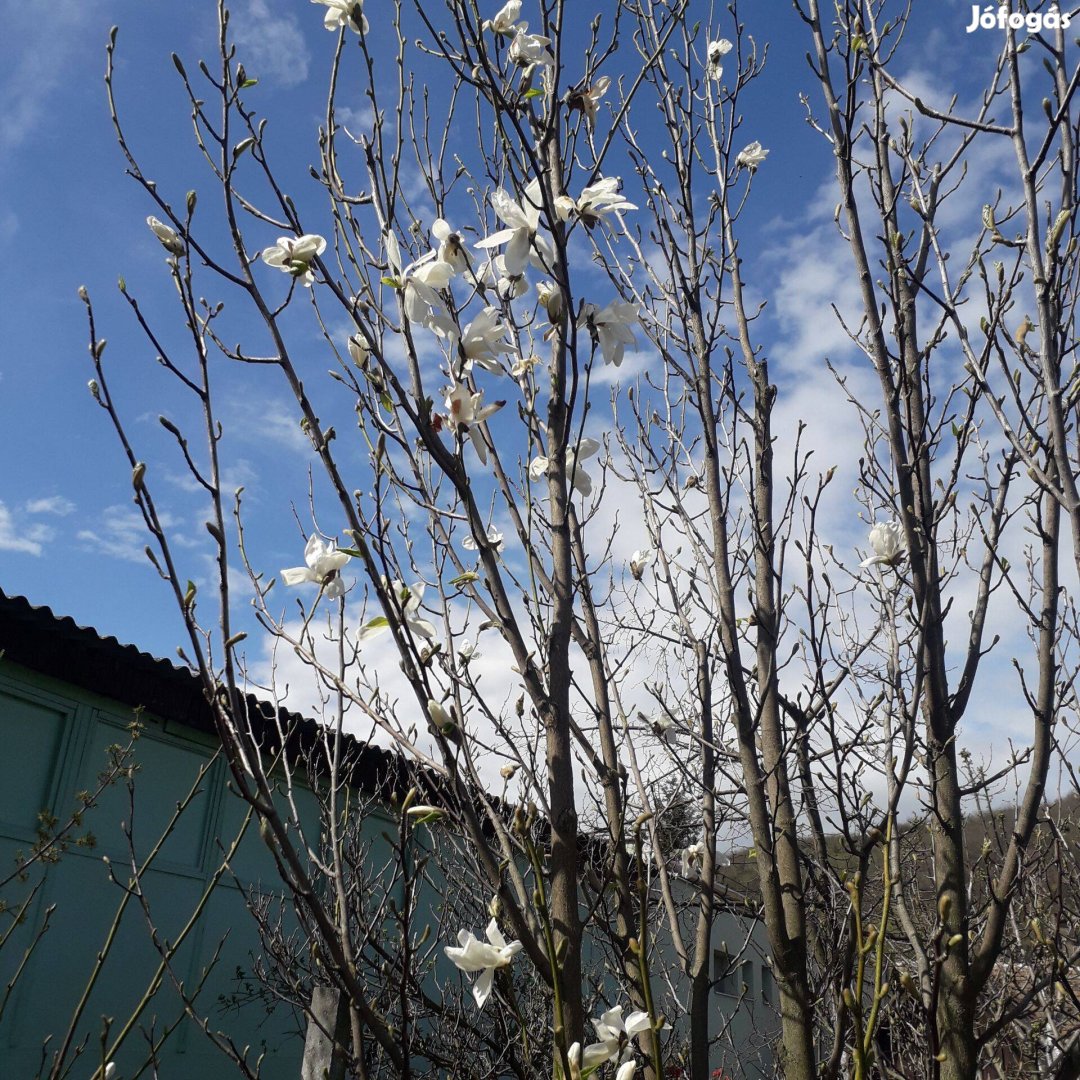 Magnólia, tulipánfa hajtás, csemete fehér szinű