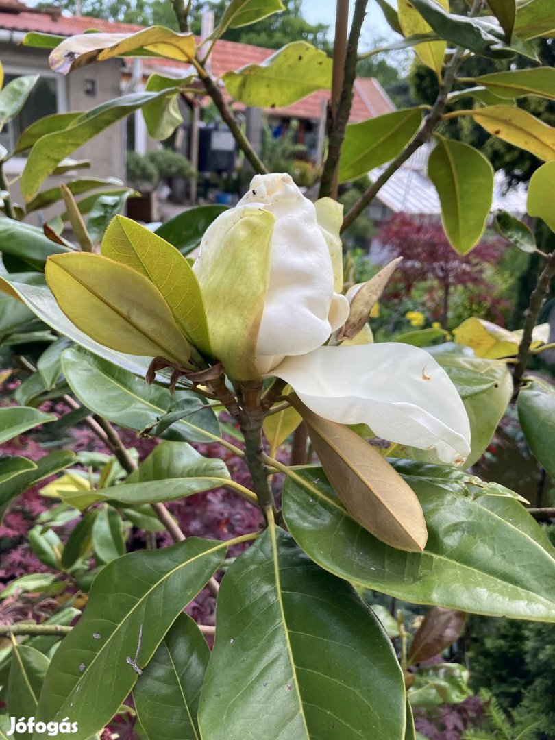 Magnolia grandiflora örökzöld virágzó nagy növény