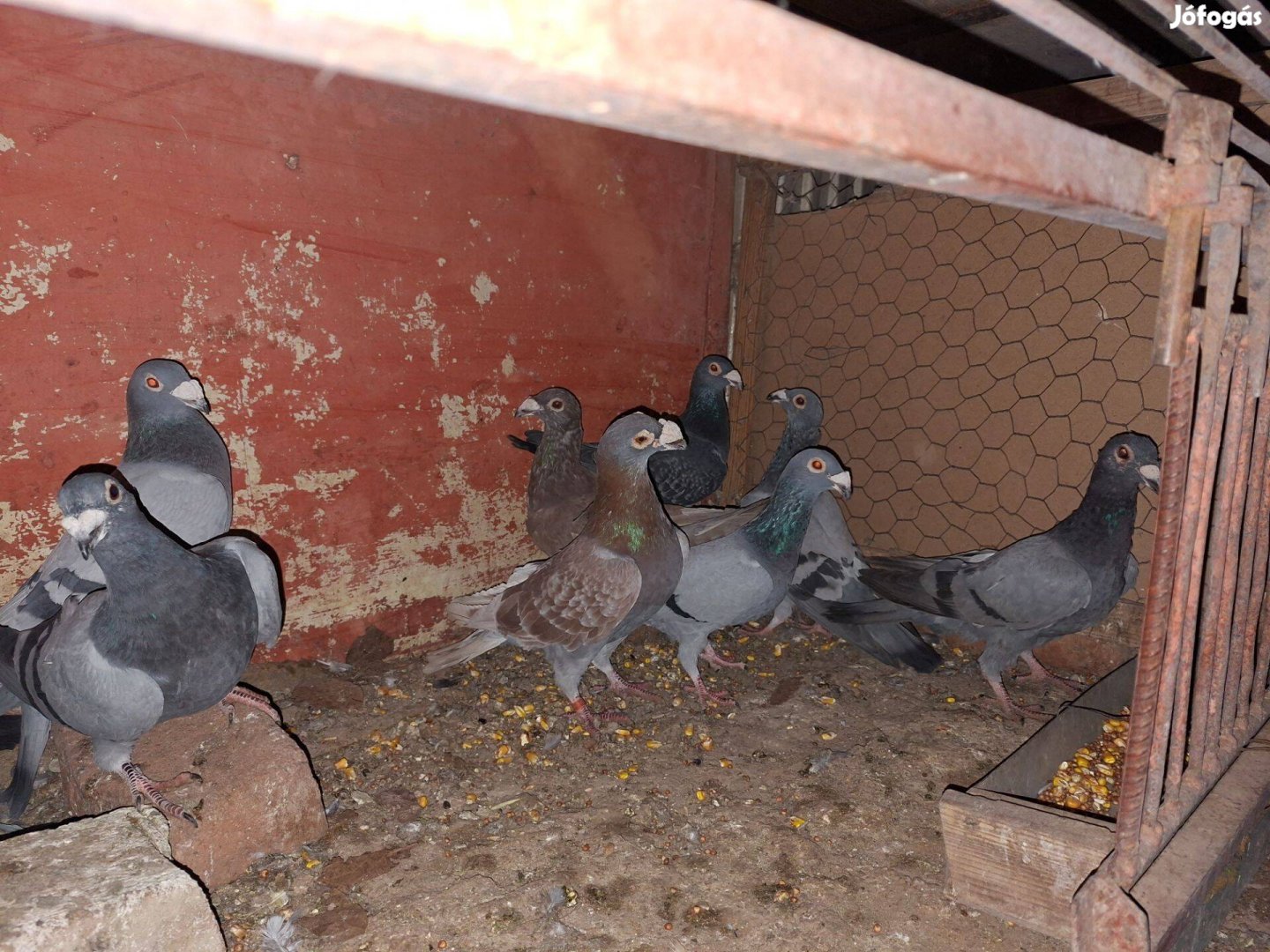 Magyar Dudoros Posták