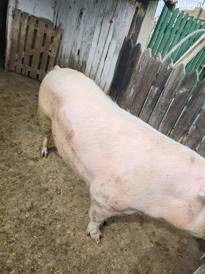 Magyar Lapály koca eladó!