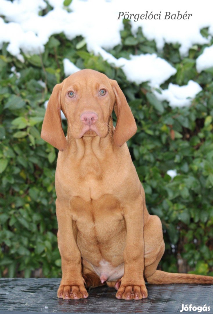 Magyar Vizsla-Törzskönyvezett kiskutya eladó mestertenyészetből!