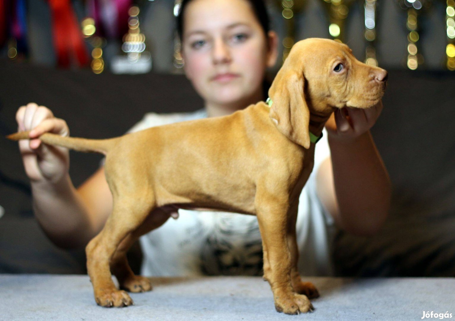 Magyar Vizsla törzskönyvezett , kan kiskutya eladó!