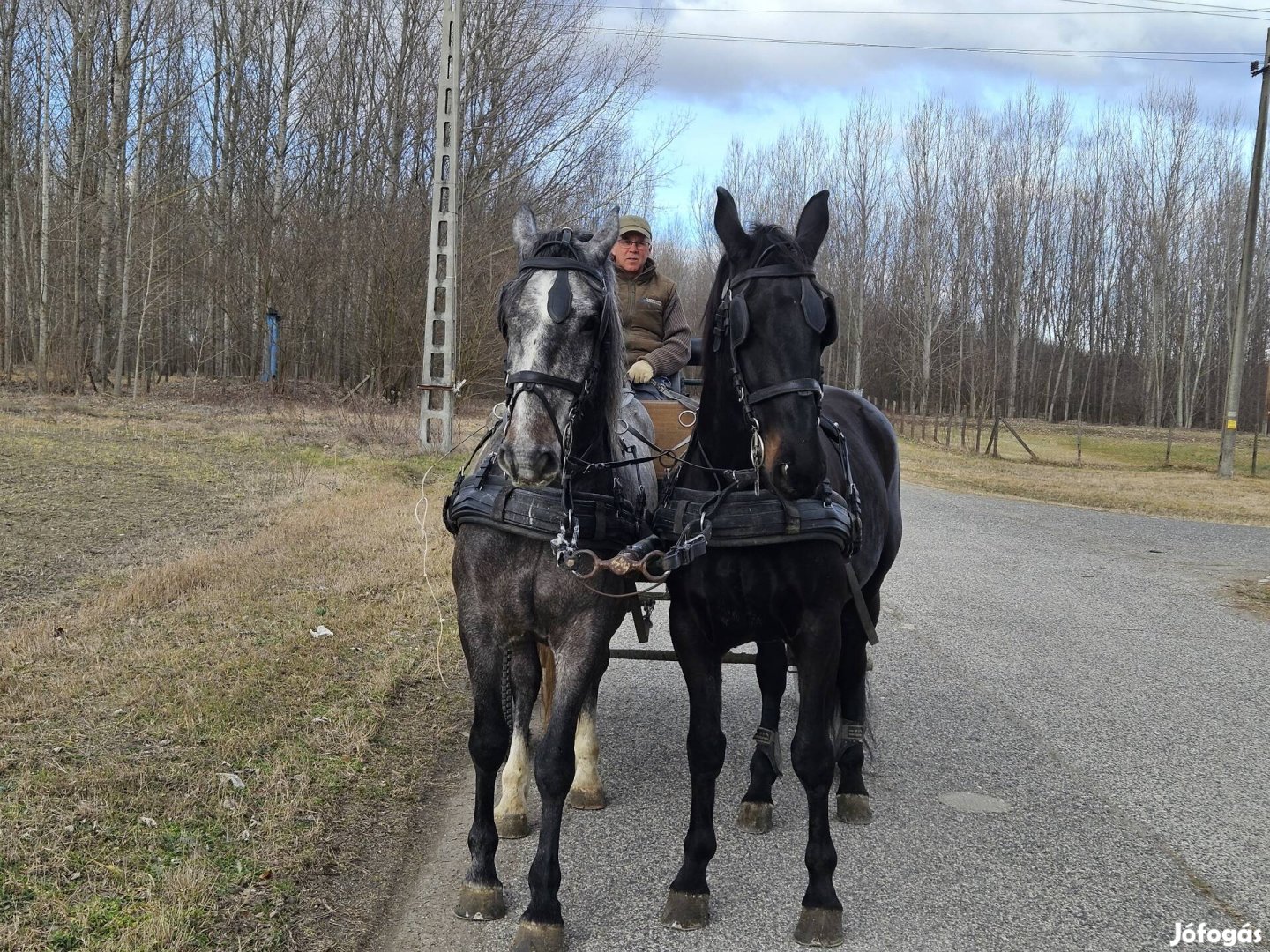 Magyar félver fogat lovak új hajtót keresnek