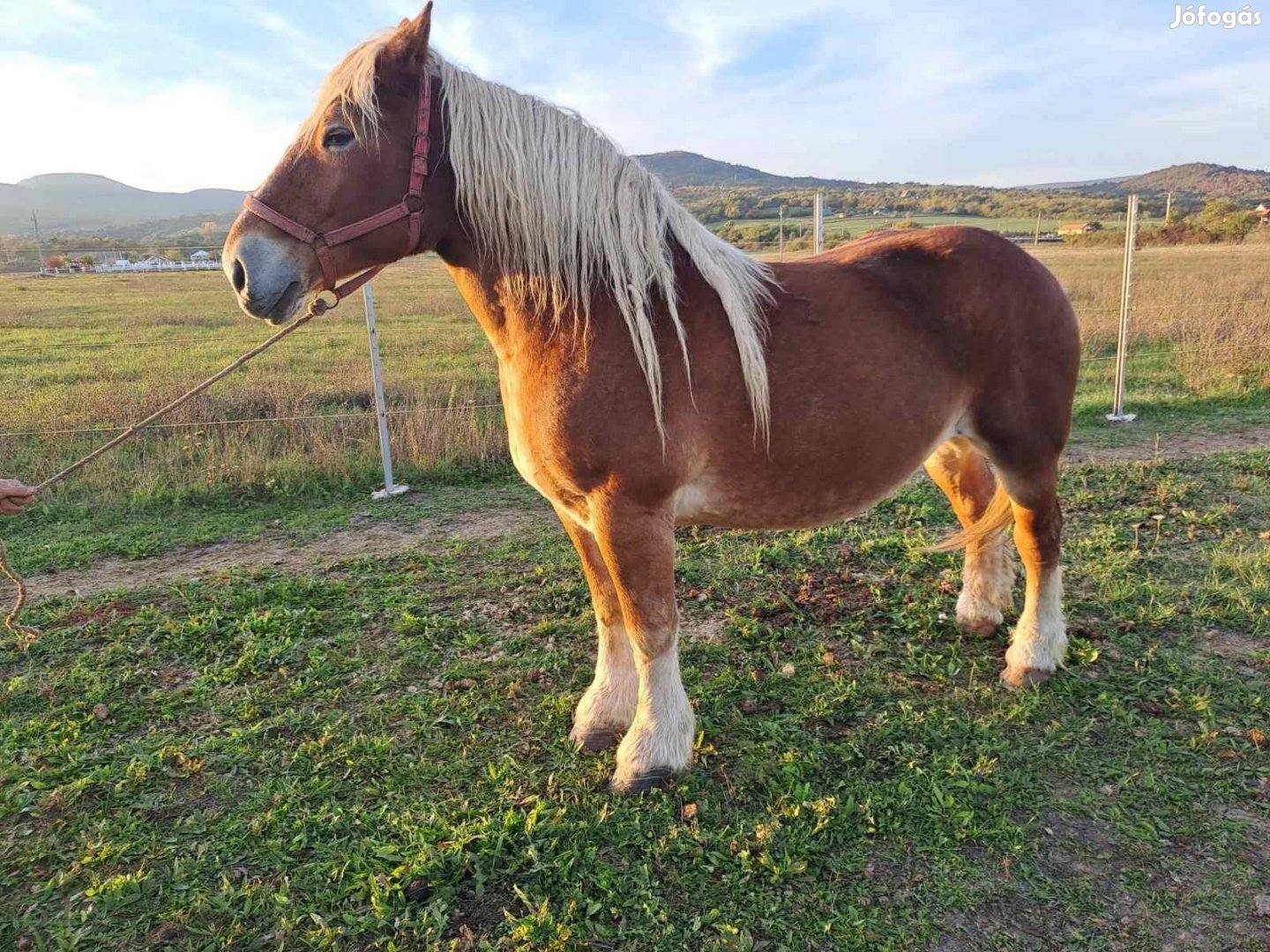 Magyar hidegvérű