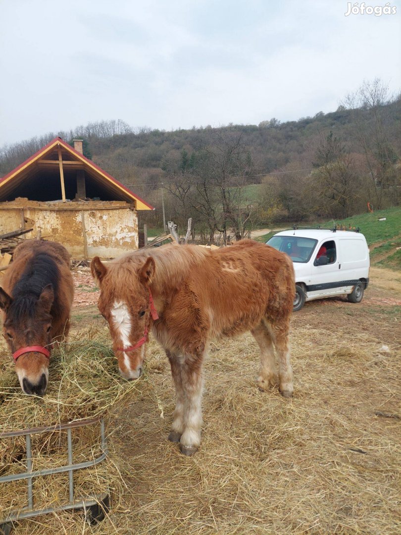 Magyar hidegvérű csikók
