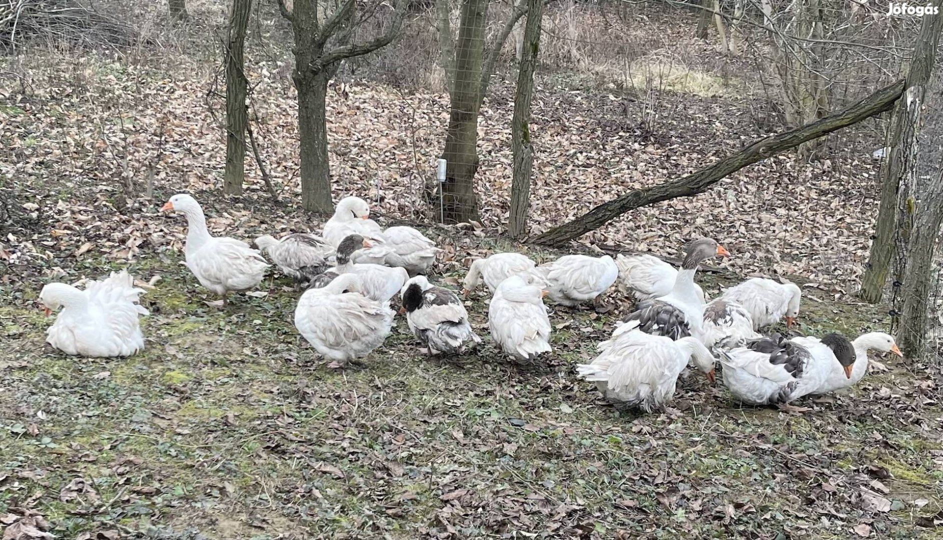 Magyar kacsa, fodros tollú lúd, liba tojás keltetésre