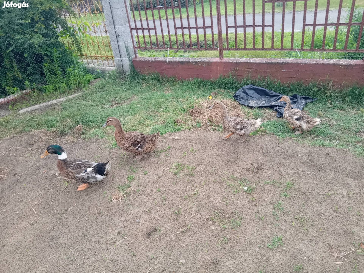 Magyar kacsa család 