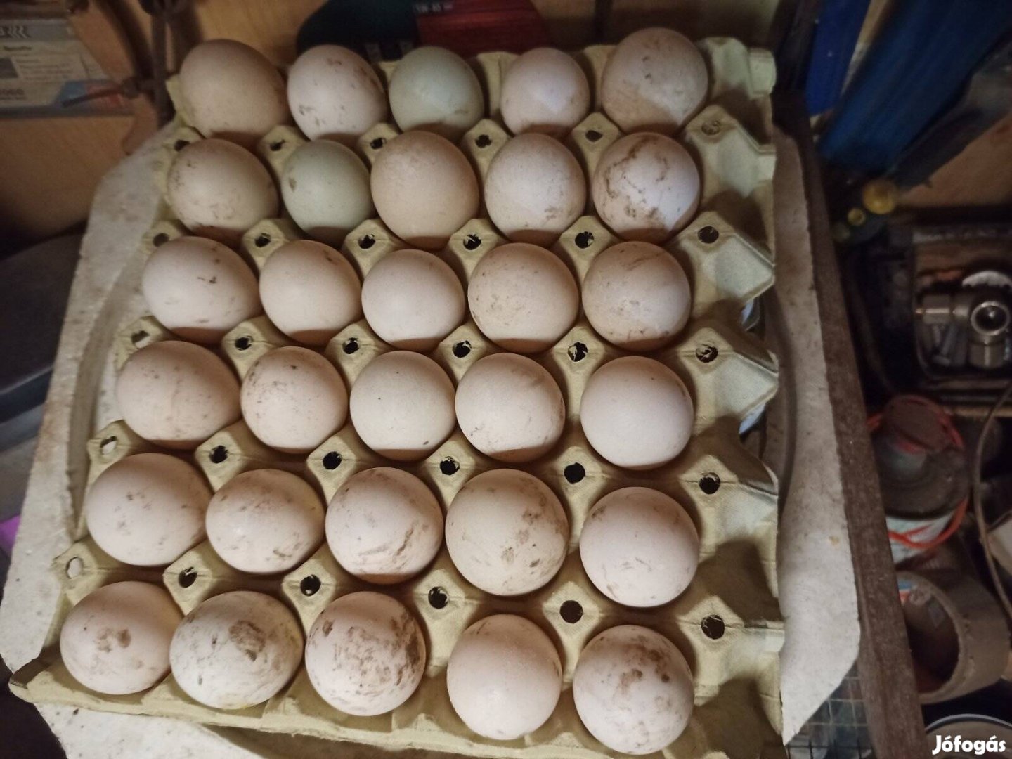 Magyar kacsa tojás eladó