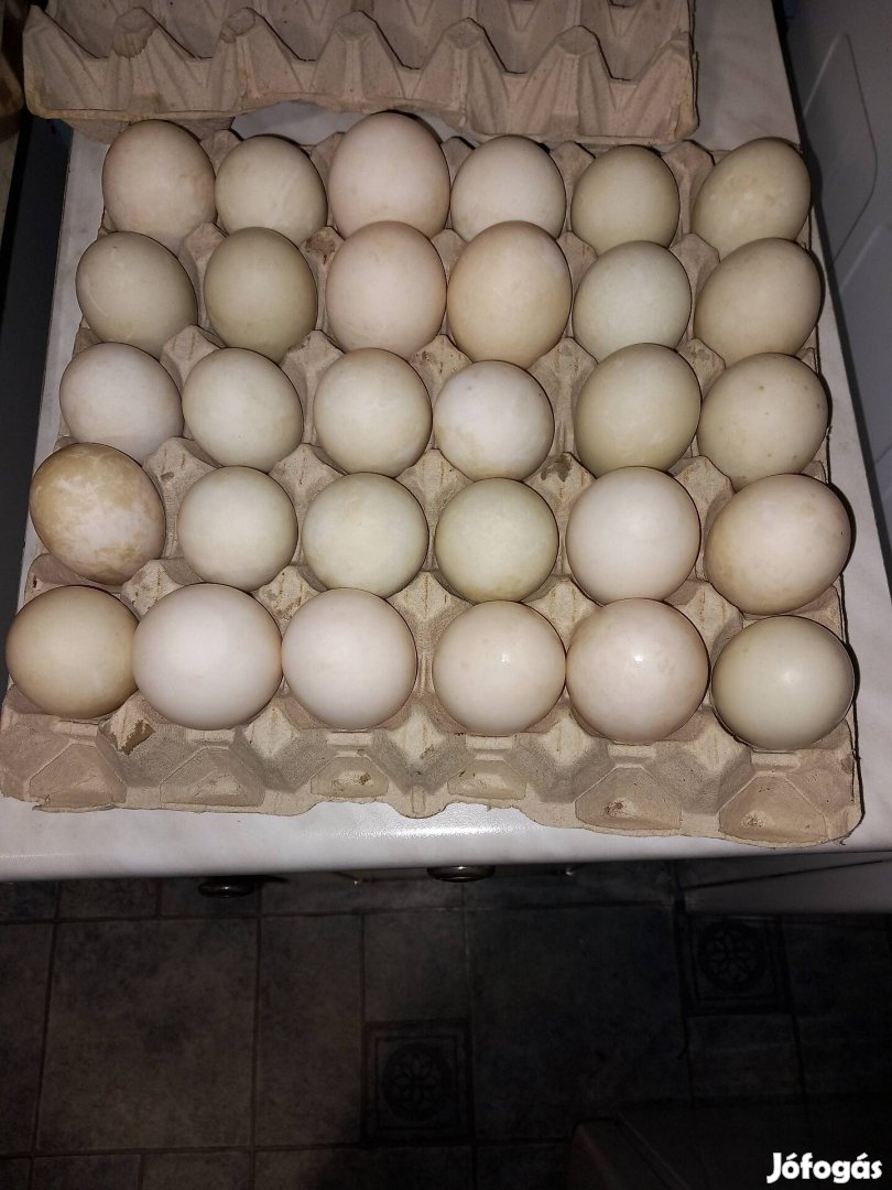 Magyar kacsa tojás keltetésre