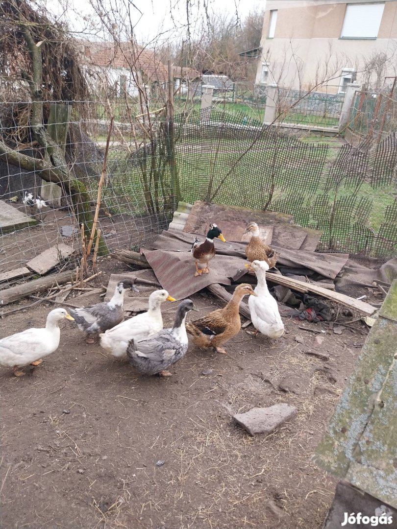 Magyar kacsa tojás keltetni eladó 