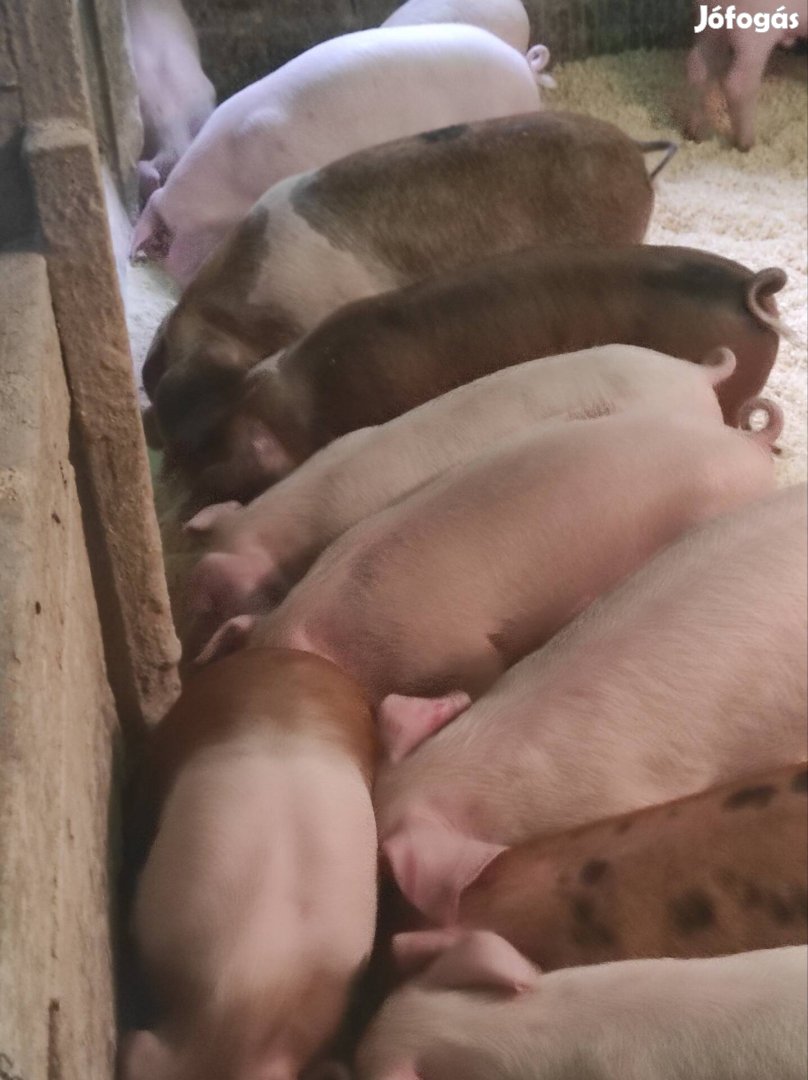 Magyar lapály és kanadai duroc malacok és süldők eladók.