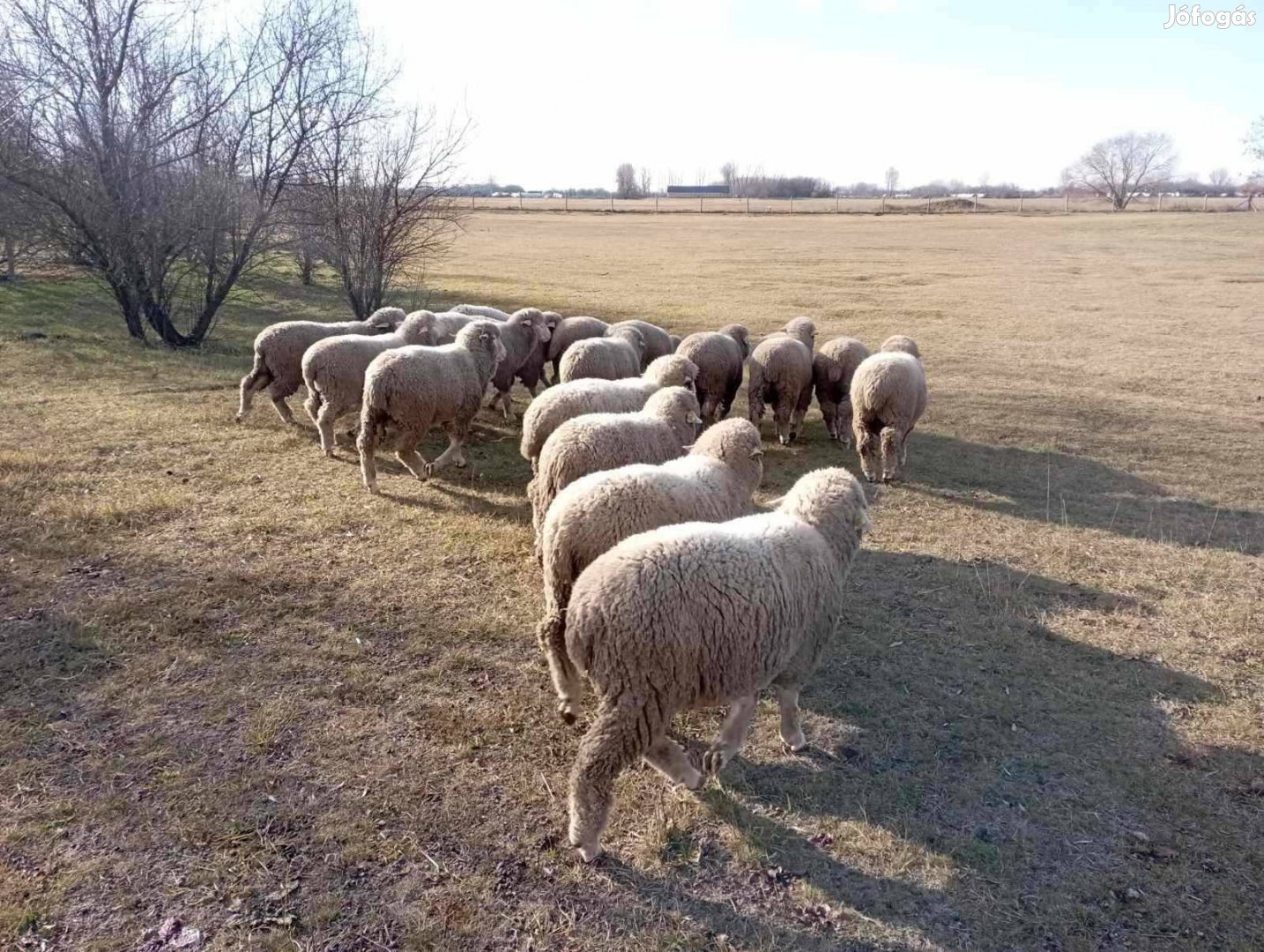 Magyar merinó kos