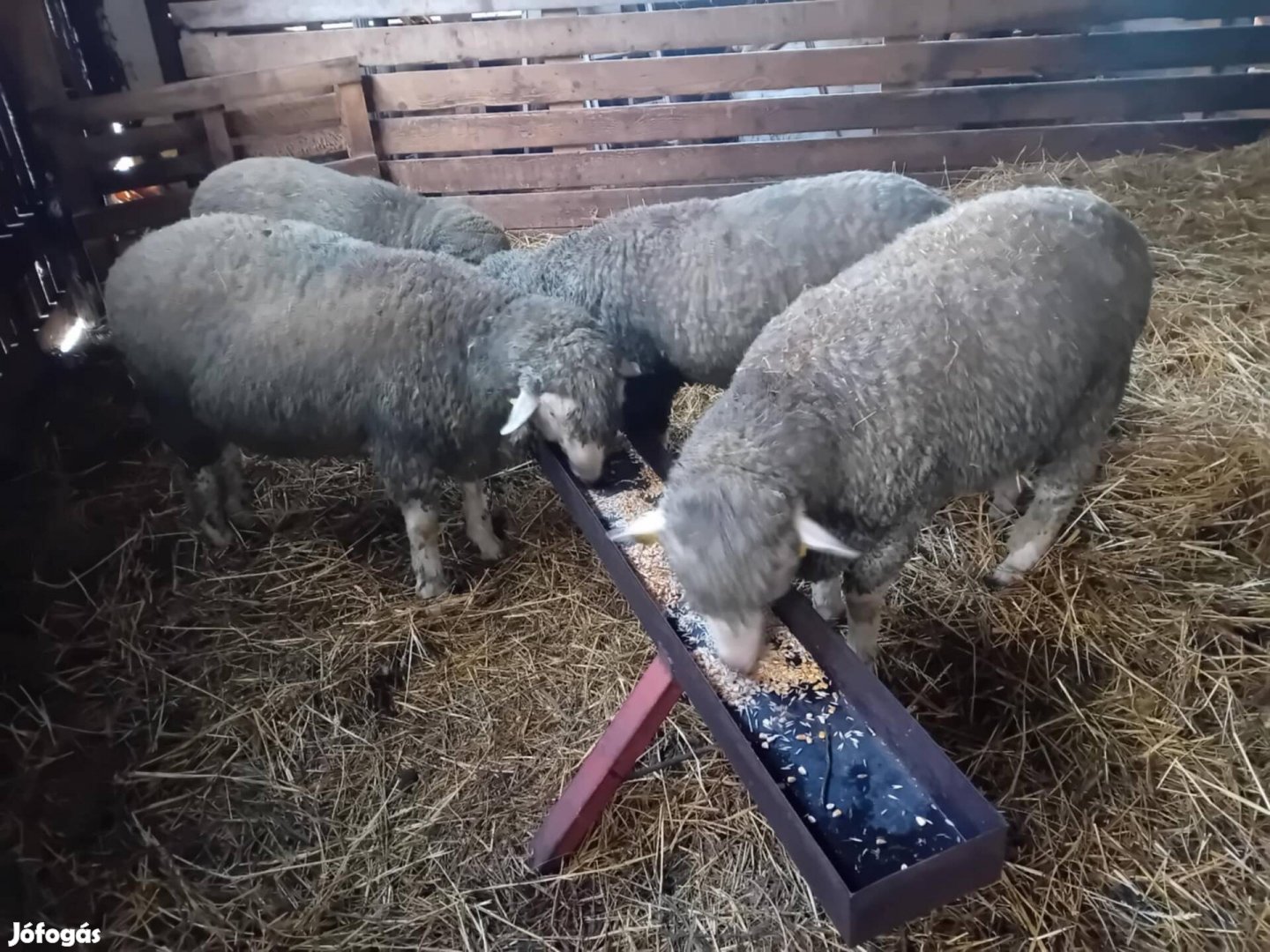 Magyar merinó törzs kos