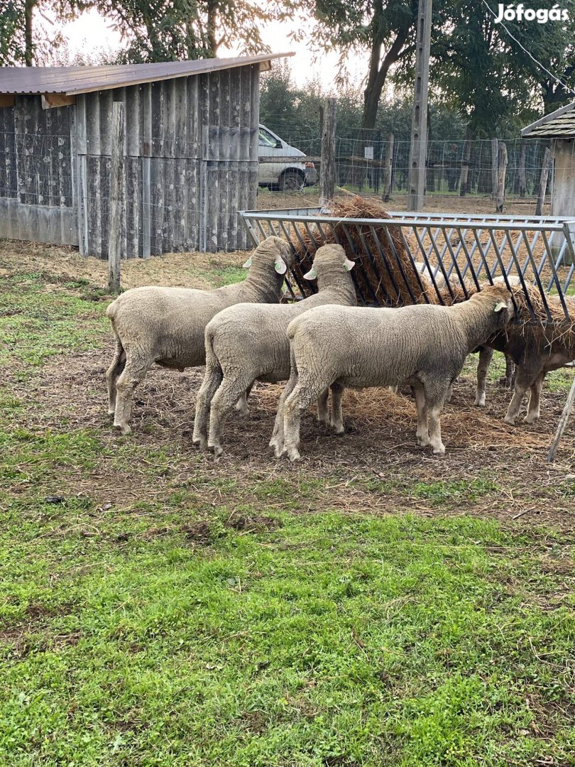 Magyar merino törzskönyves kosok