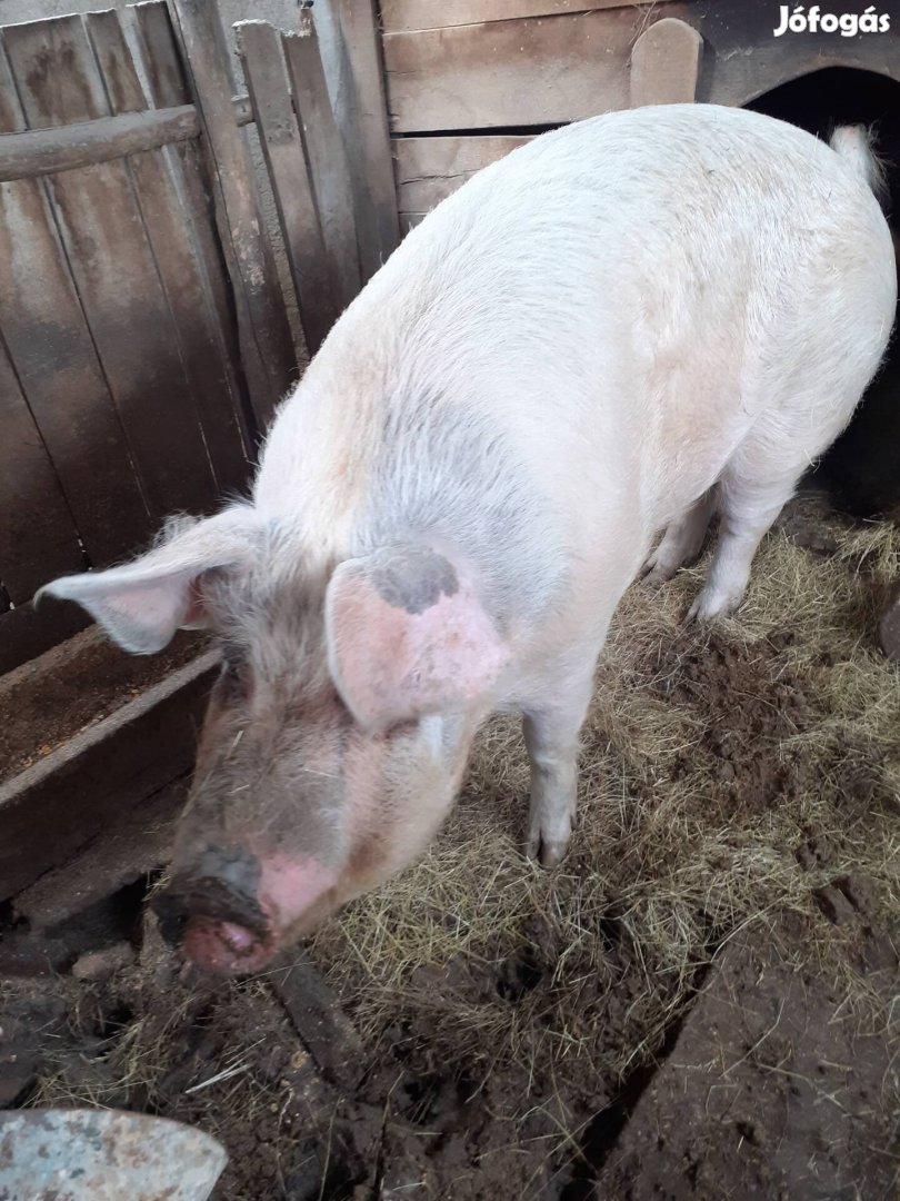 Magyar nagy fehér sertés