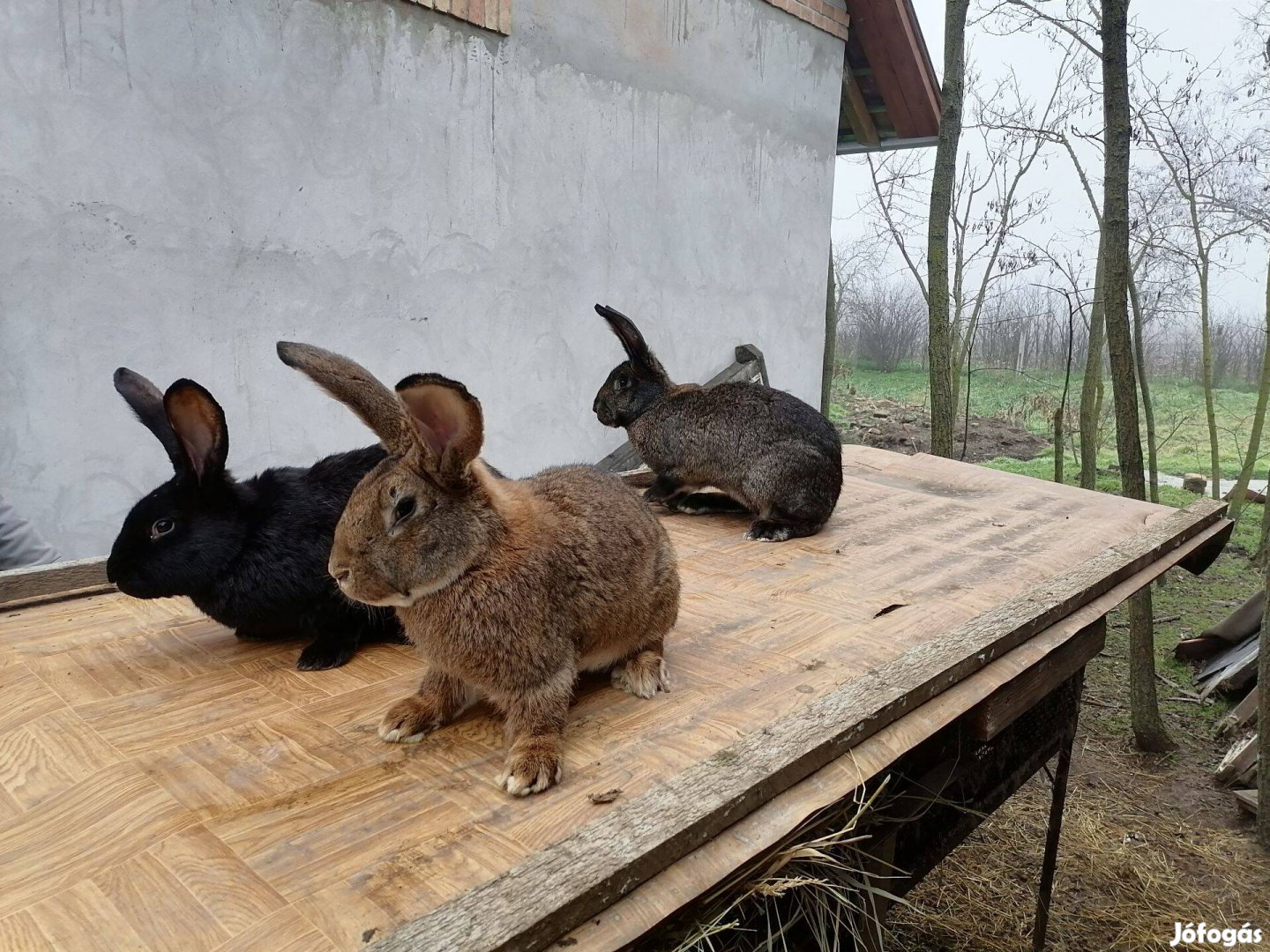 Magyar óriás és Székely nyulak eladók