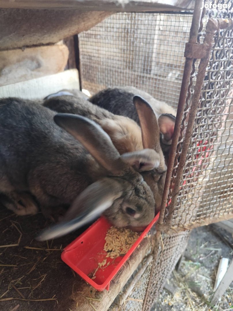 Magyar óriás nyúl