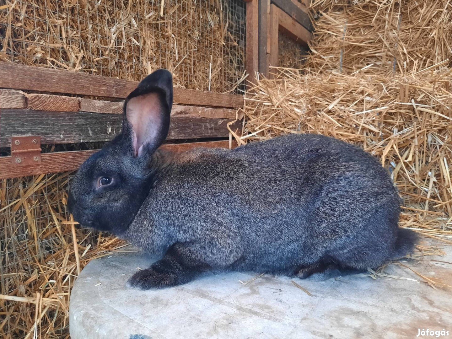 Magyar óriás nyúl eladó