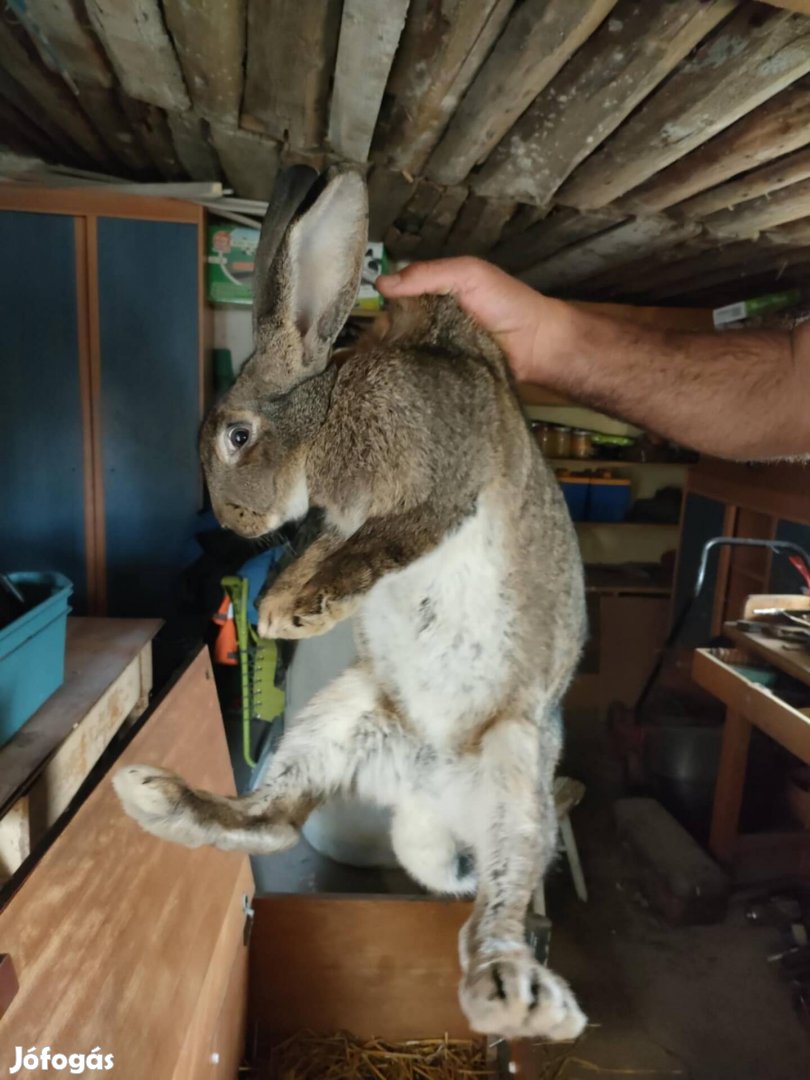 Magyar óriás vemhes anya nyulak 