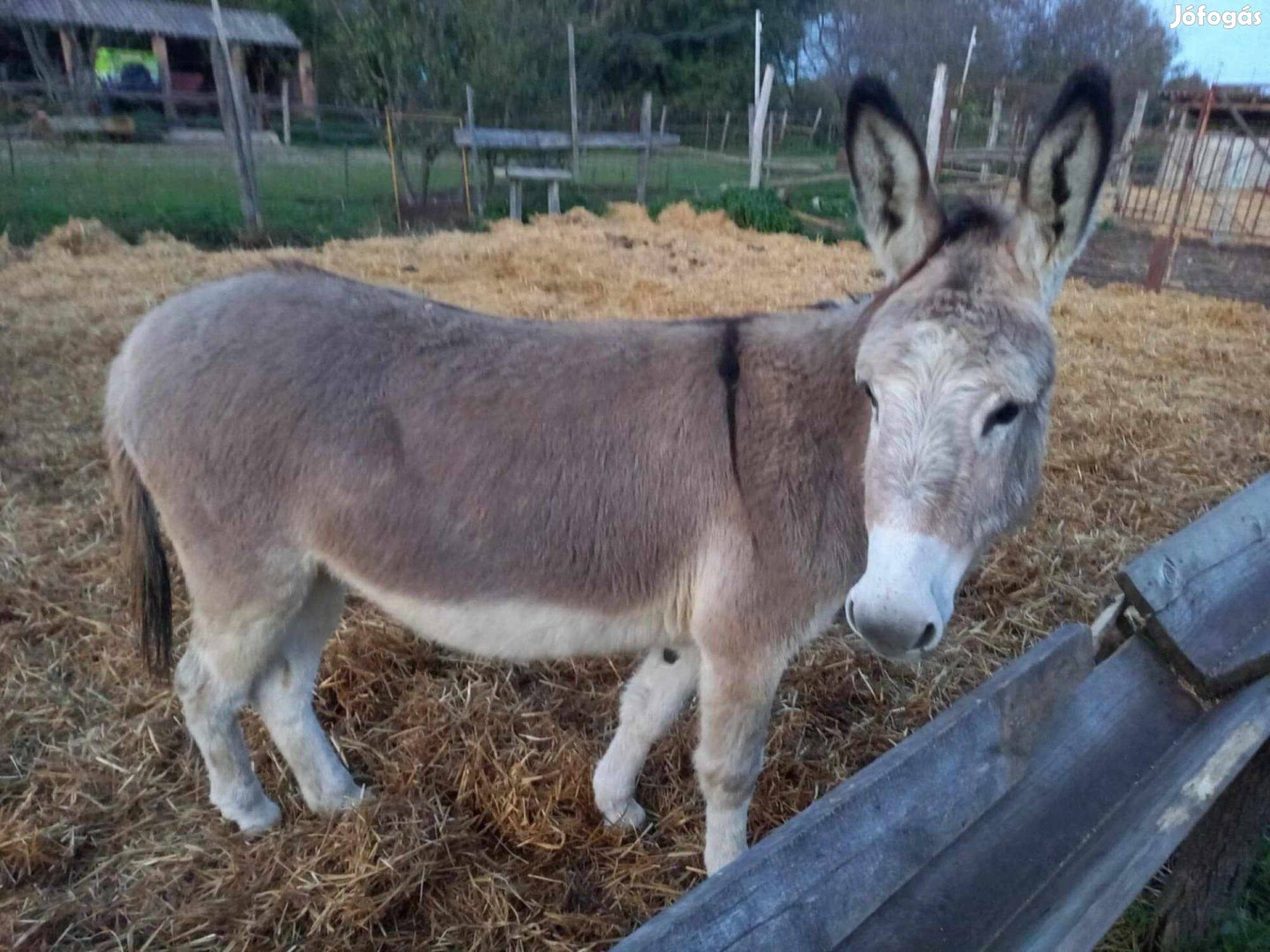 Magyar parlagi szamár eladó