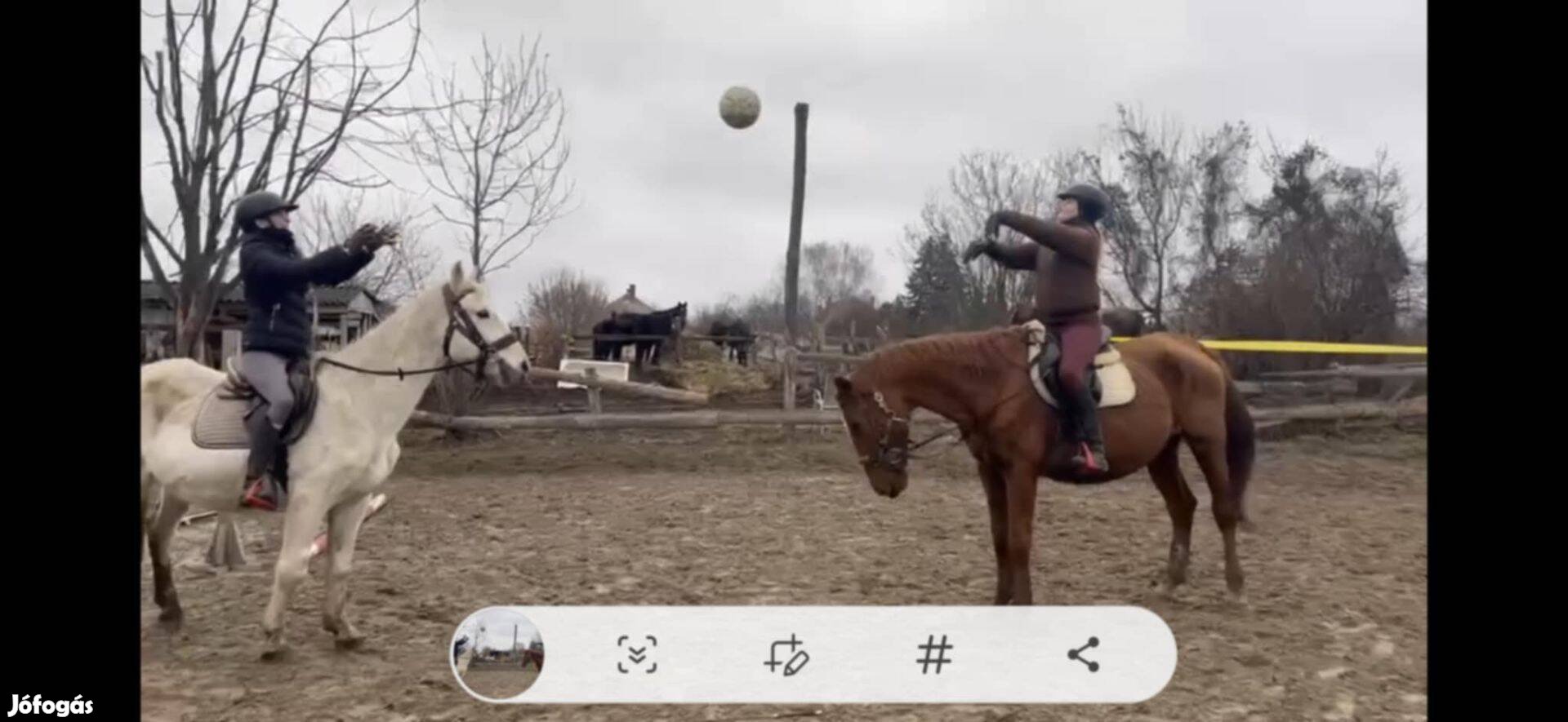 Magyar sportfélvér tenyészkanca iskolaló