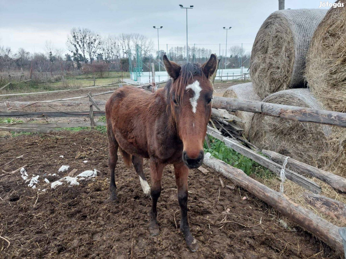 Magyar sportló kancacsikó