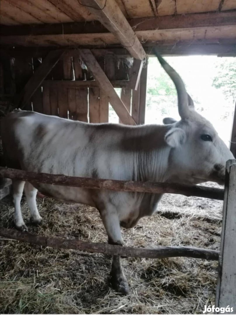 Magyar szürkemarha Eladó 