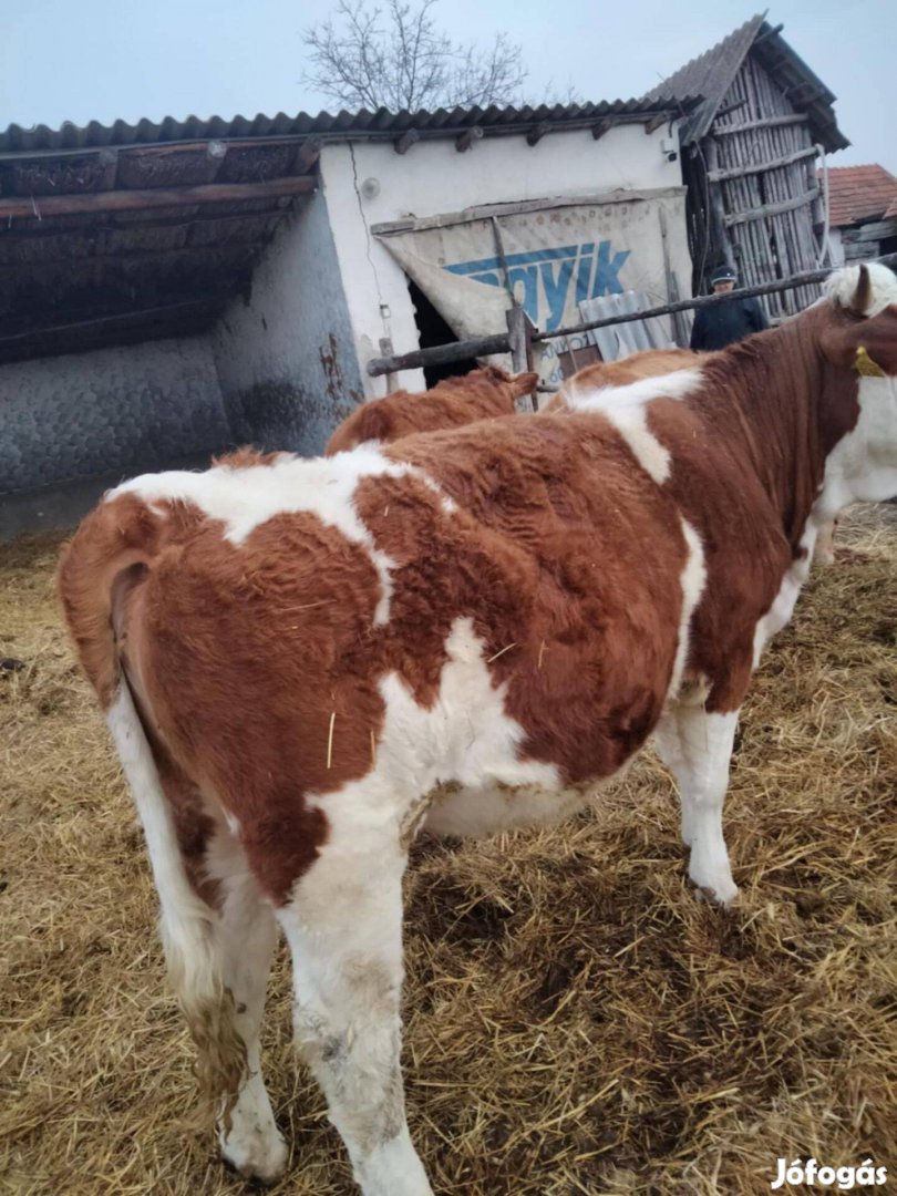 Magyar tarka 16hónapos üsző