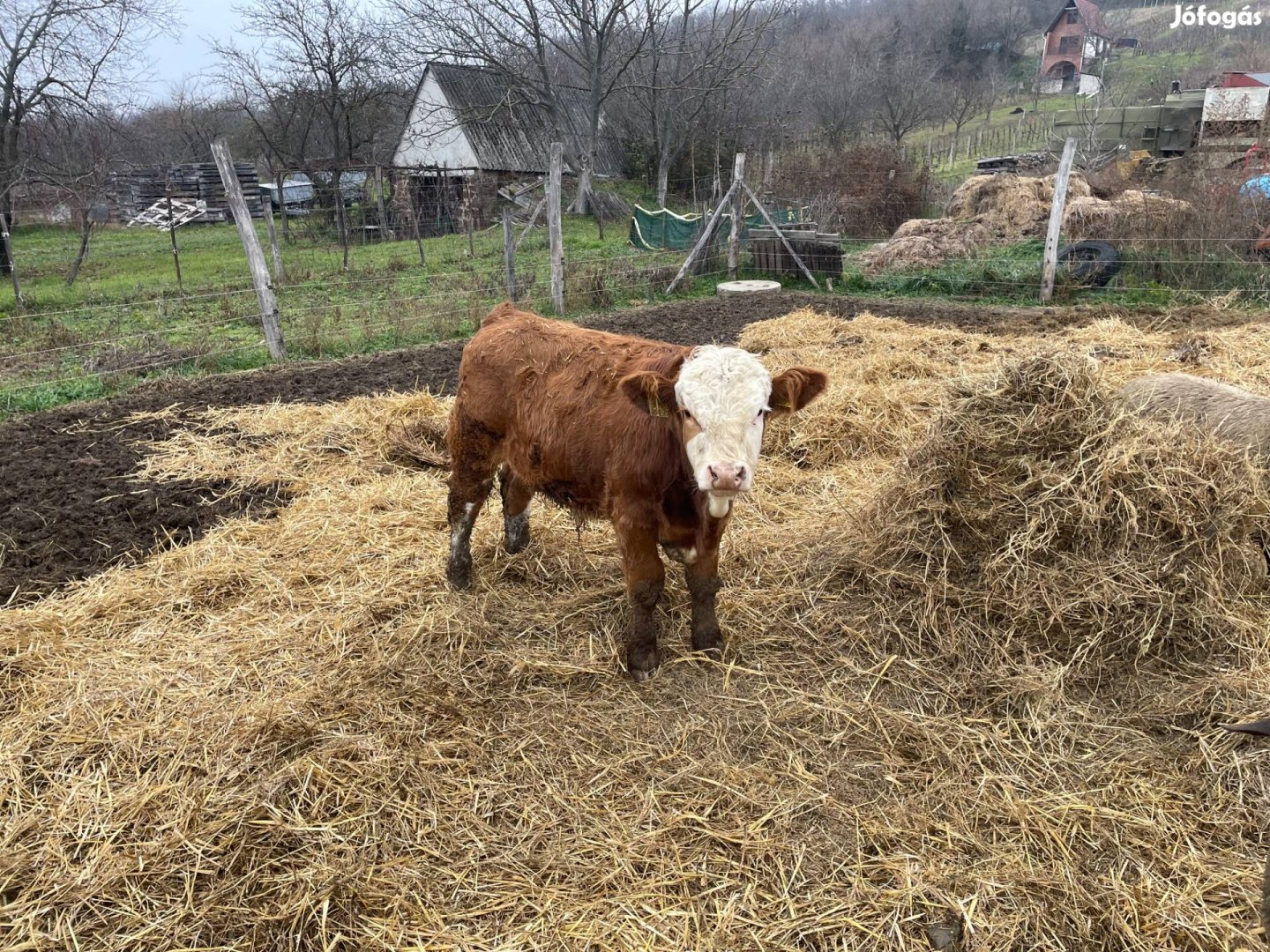 Magyar tarka bika, üsző