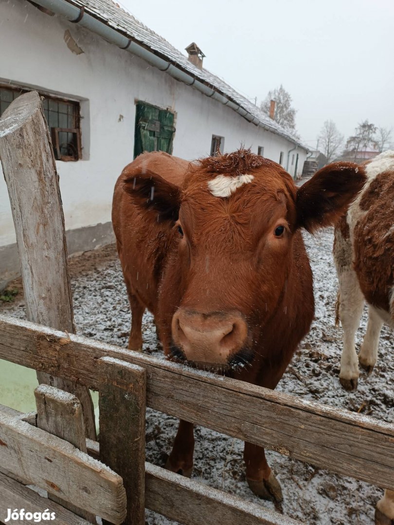 Magyar tarka és limuzin eladó 