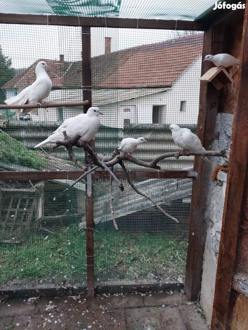 Magyar tollas lábú Pávagalamb és kacagógerlék.