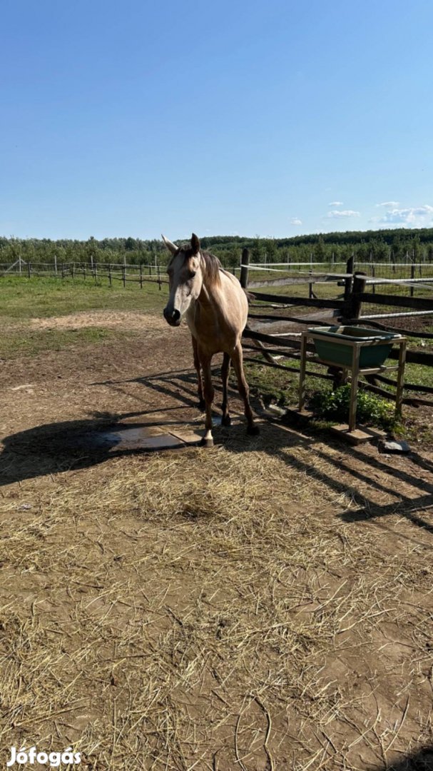 Magyarfélvér kétéves kancacsikó eladó