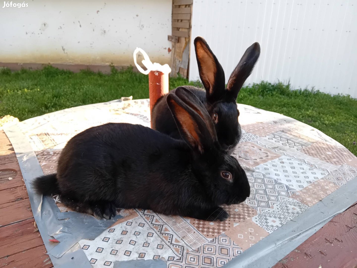 Magyaróriás Bakkok eladók