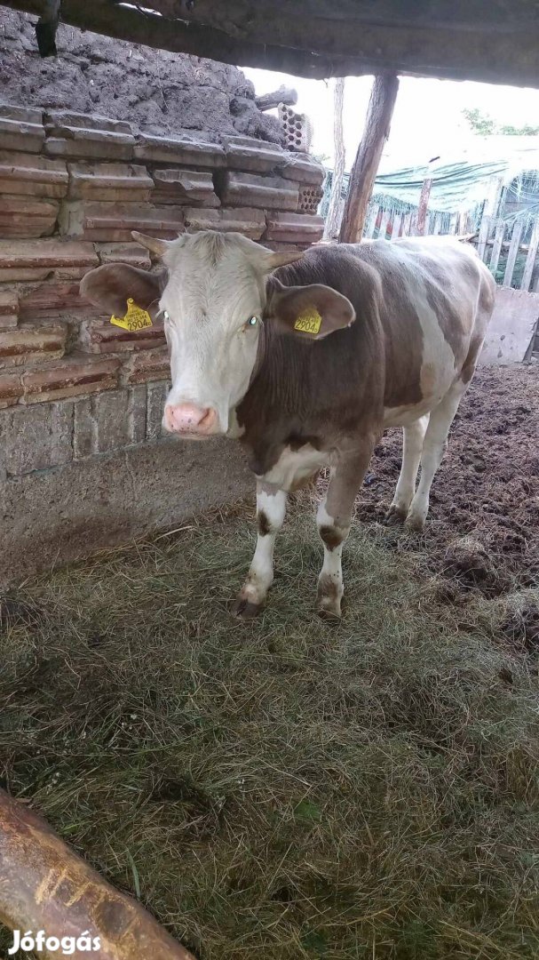 Magyartarka borjú eladó vagy cserélhető 