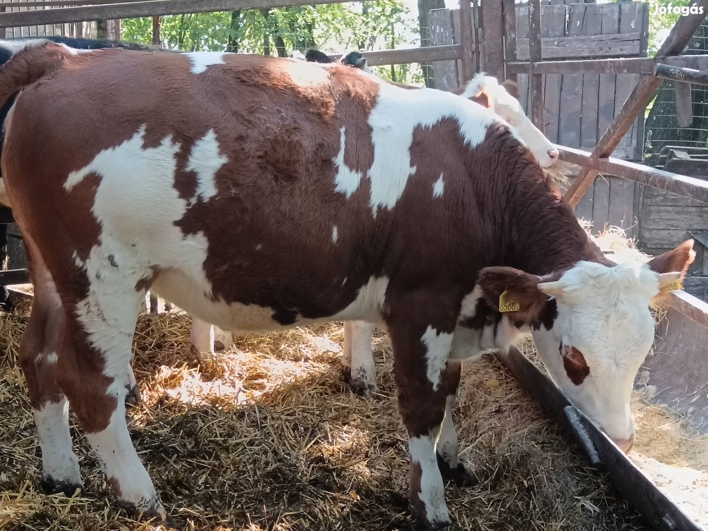 Magyartarka üsző, Holstein üsző