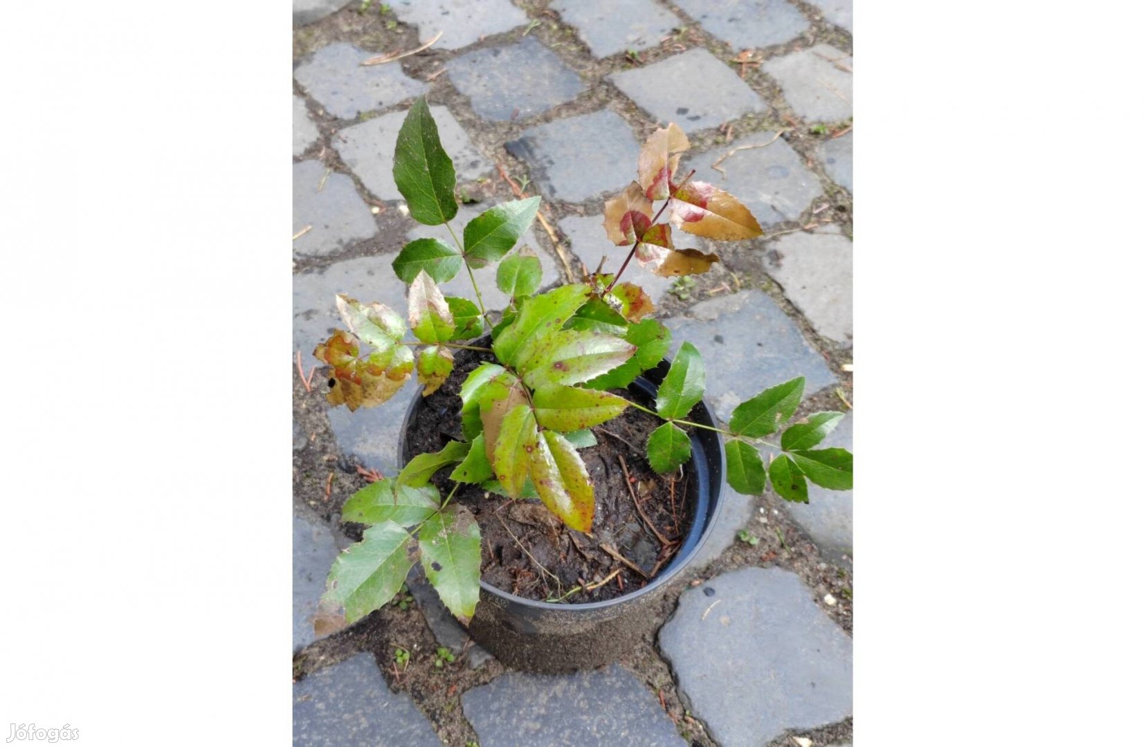 Mahonia aquifolium