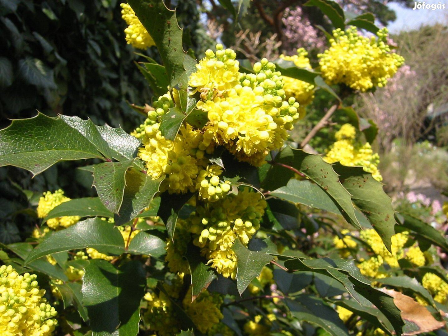 Mahónia közönséges Mahonia aquifolium