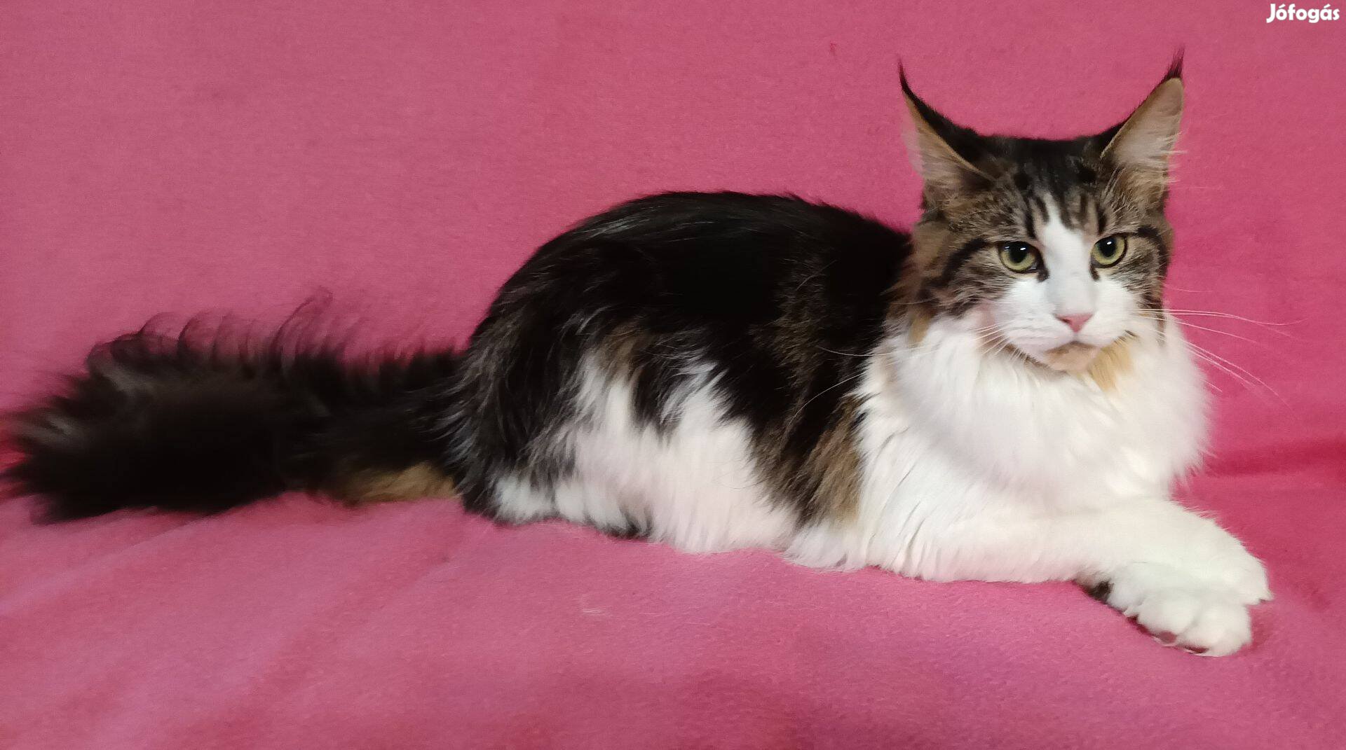 Maine Coon cica tenyészetből eladó (Dolly)