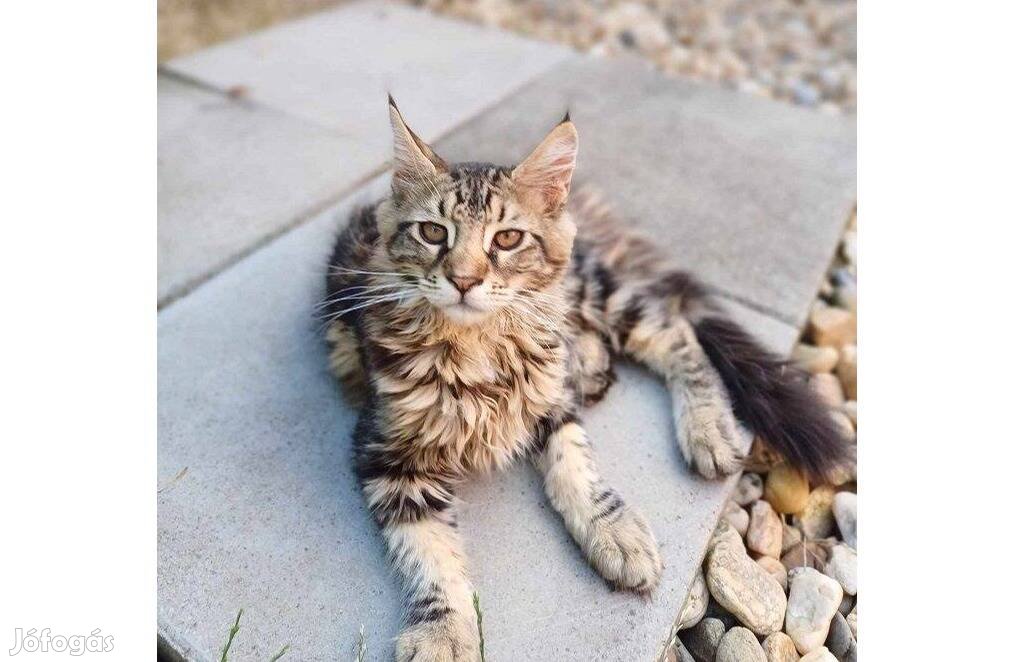 Maine Coon kamasz