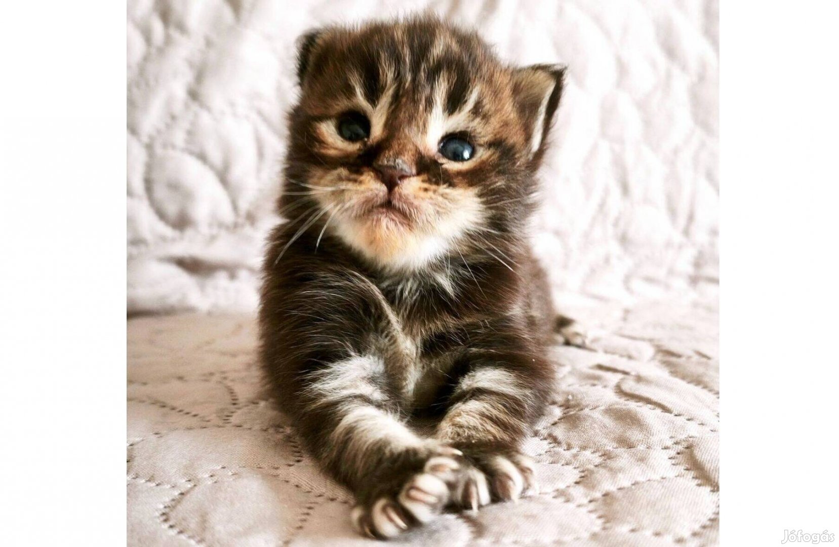 Maine Coon kandúr kiscica