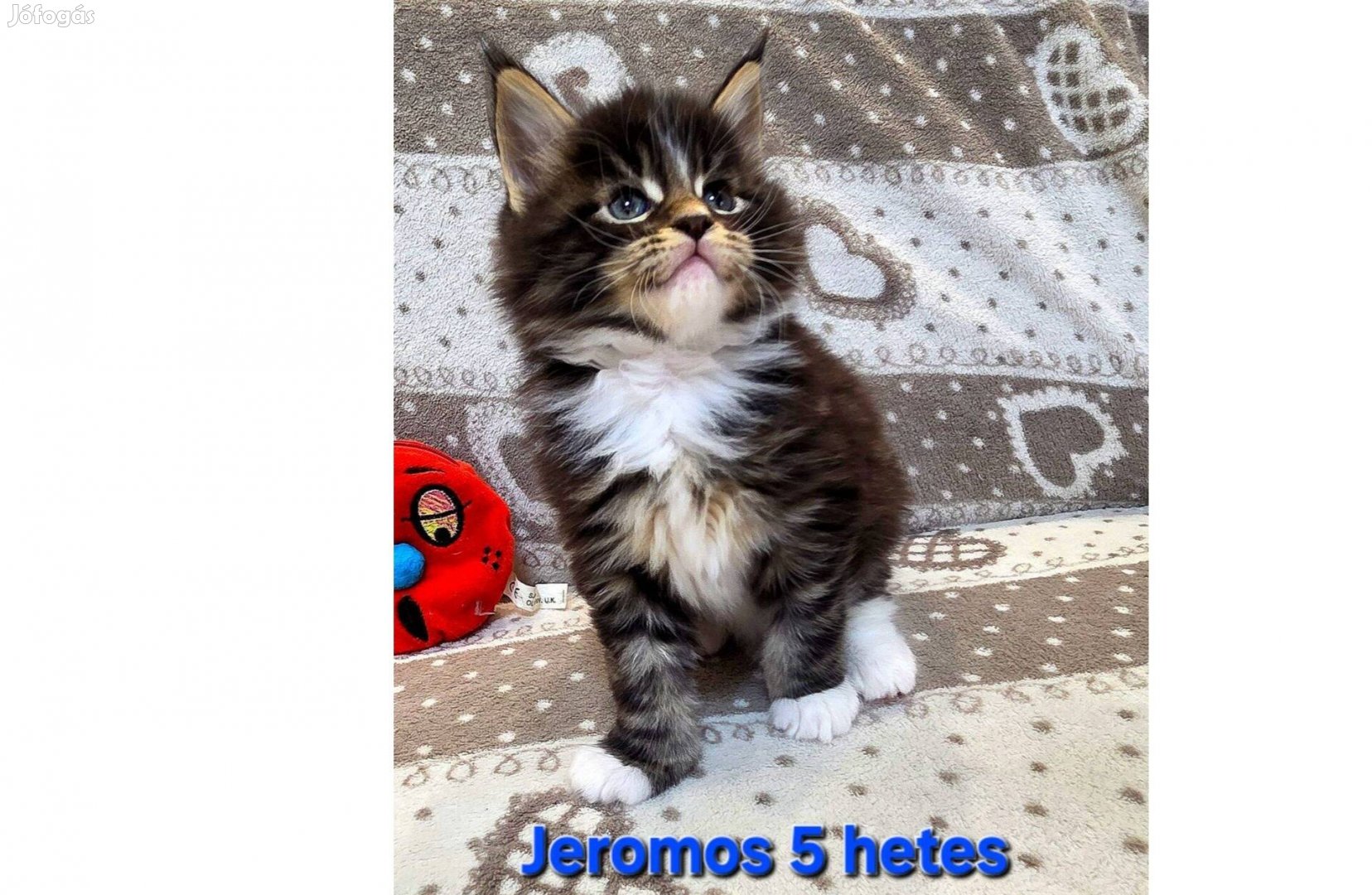 Maine Coon kiscicák változatos színekben