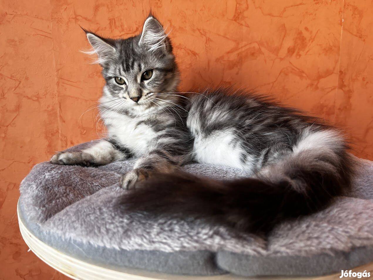 Maine Coon kislány Twiggy