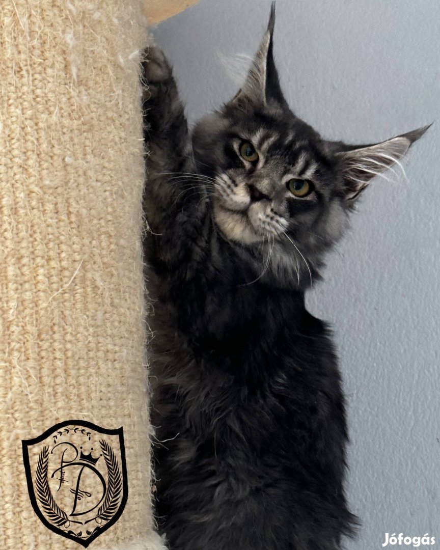 Maine Coon kölyök