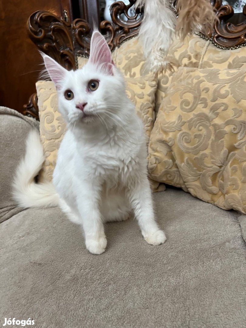 Maine coon cica macska