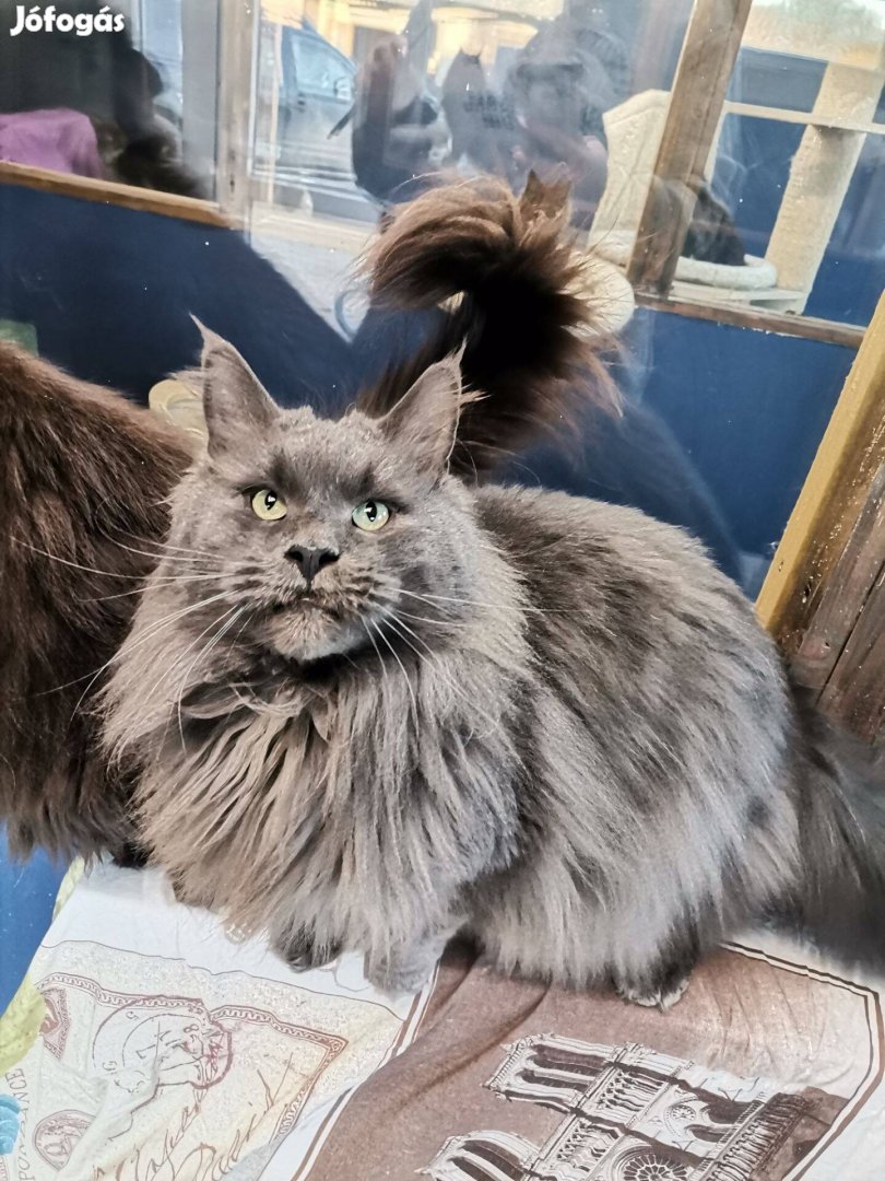 Maine coon tenyészkandúr