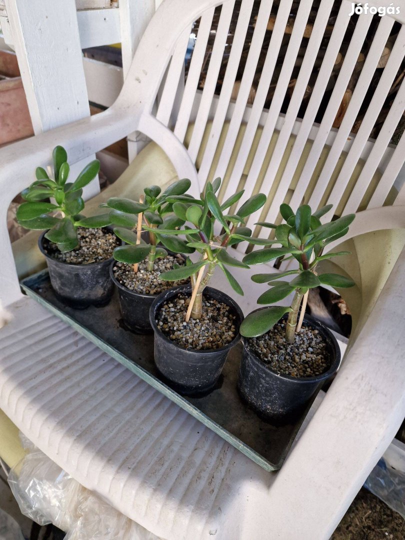 Majomfa Crassula ovata, pozsgafa, pénzfa, tévesen