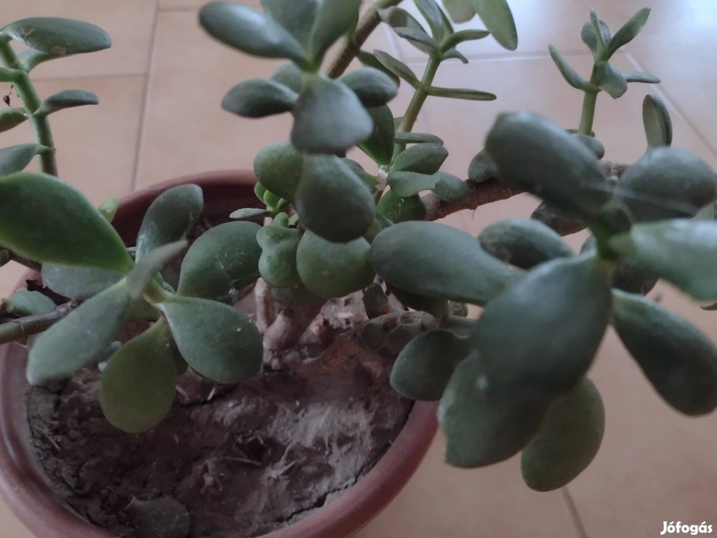 Majomfa, pozsgás Crassula Ovata