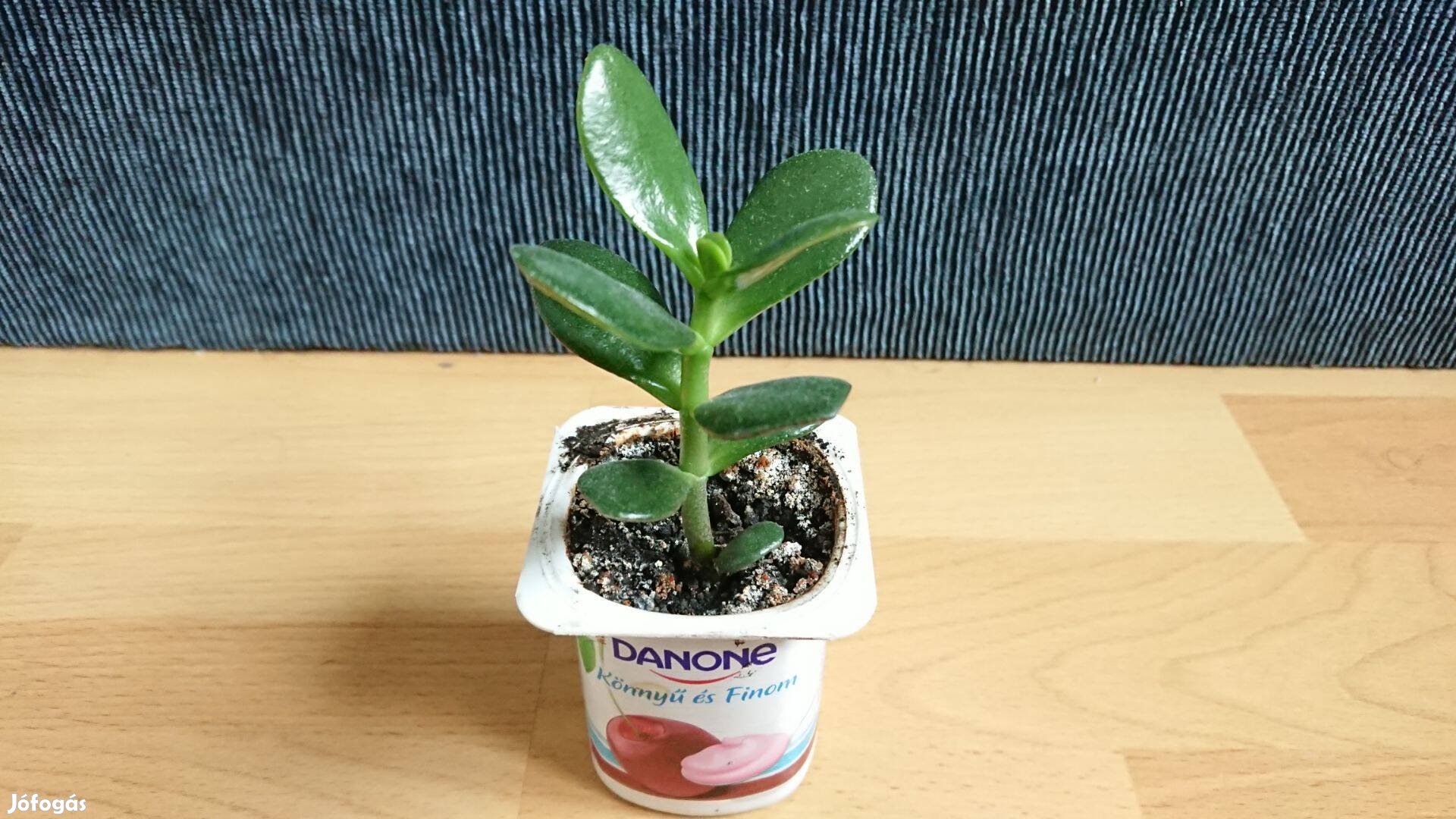 Majomfa pozsgafa jáde fa crassula ovata majomkenyérfa pozsgás növény
