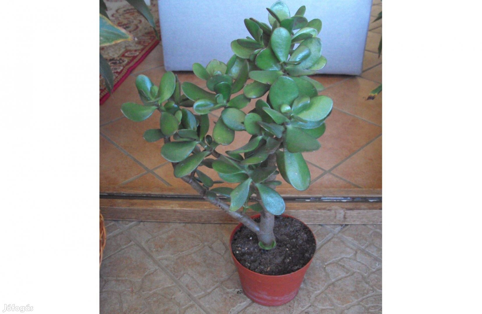 Majomkenyérfa - Crassula ovata